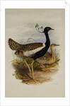 Lesser Florekin by Henry Constantine Richter