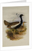 Lesser Florekin by Henry Constantine Richter