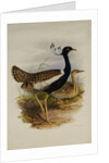 Lesser Florekin by Henry Constantine Richter