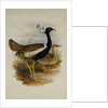 Lesser Florekin by Henry Constantine Richter