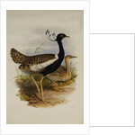 Lesser Florekin by Henry Constantine Richter