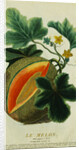 Lithograph of a Cantaloupe by Anonymous