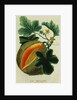 Lithograph of a Cantaloupe by Anonymous