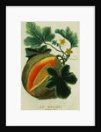 Lithograph of a Cantaloupe by Anonymous