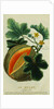 Lithograph of a Cantaloupe by Anonymous