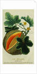 Lithograph of a Cantaloupe by Anonymous