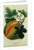 Lithograph of a Cantaloupe by Anonymous
