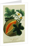 Lithograph of a Cantaloupe by Anonymous