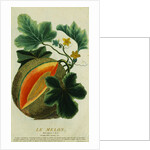 Lithograph of a Cantaloupe by Anonymous
