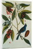 Print of a Blue Grosbeak on the Branch of a Magnolia Tree from The Natural History of Carolina, Florida and the Bahama Islands by Mark Catesby