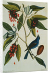 Print of a Blue Grosbeak on the Branch of a Magnolia Tree from The Natural History of Carolina, Florida and the Bahama Islands by Mark Catesby