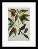 Print of a Blue Grosbeak on the Branch of a Magnolia Tree from The Natural History of Carolina, Florida and the Bahama Islands by Mark Catesby