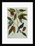 Print of a Blue Grosbeak on the Branch of a Magnolia Tree from The Natural History of Carolina, Florida and the Bahama Islands by Mark Catesby