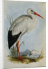 White Stork from The Birds of Europe by John Gould