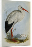 White Stork from The Birds of Europe by John Gould