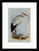 White Stork from The Birds of Europe by John Gould