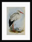 White Stork from The Birds of Europe by John Gould
