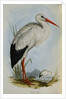 White Stork from The Birds of Europe by John Gould