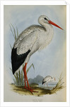 White Stork from The Birds of Europe by John Gould