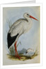 White Stork from The Birds of Europe by John Gould