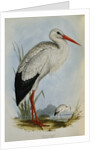 White Stork from The Birds of Europe by John Gould