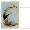 White Stork from The Birds of Europe by John Gould