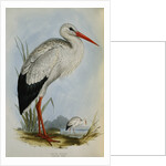 White Stork from The Birds of Europe by John Gould