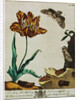 Print of Tulips and Insects from The Aurelian or Natural History of English Insects by Moses Hanis