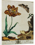 Print of Tulips and Insects from The Aurelian or Natural History of English Insects by Moses Hanis