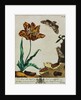 Print of Tulips and Insects from The Aurelian or Natural History of English Insects by Moses Hanis