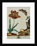Print of Tulips and Insects from The Aurelian or Natural History of English Insects by Moses Hanis