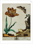 Print of Tulips and Insects from The Aurelian or Natural History of English Insects by Moses Hanis