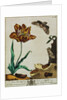 Print of Tulips and Insects from The Aurelian or Natural History of English Insects by Moses Hanis