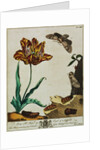 Print of Tulips and Insects from The Aurelian or Natural History of English Insects by Moses Hanis