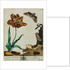 Print of Tulips and Insects from The Aurelian or Natural History of English Insects by Moses Hanis