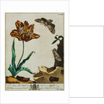 Print of Tulips and Insects from The Aurelian or Natural History of English Insects by Moses Hanis