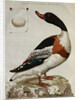 Print of an Anas Tadorna by Anonymous