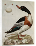 Print of an Anas Tadorna by Anonymous
