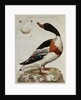Print of an Anas Tadorna by Anonymous