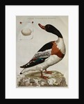 Print of an Anas Tadorna by Anonymous