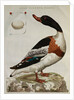 Print of an Anas Tadorna by Anonymous