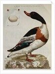 Print of an Anas Tadorna by Anonymous
