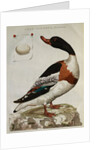 Print of an Anas Tadorna by Anonymous