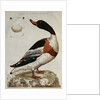 Print of an Anas Tadorna by Anonymous