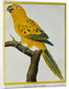 Print of a Yellow Parrot from the Natural History of Birds by George Louis Leclerc