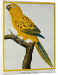Print of a Yellow Parrot from the Natural History of Birds by George Louis Leclerc