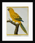 Print of a Yellow Parrot from the Natural History of Birds by George Louis Leclerc