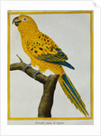Print of a Yellow Parrot from the Natural History of Birds by George Louis Leclerc