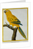 Print of a Yellow Parrot from the Natural History of Birds by George Louis Leclerc