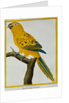 Print of a Yellow Parrot from the Natural History of Birds by George Louis Leclerc